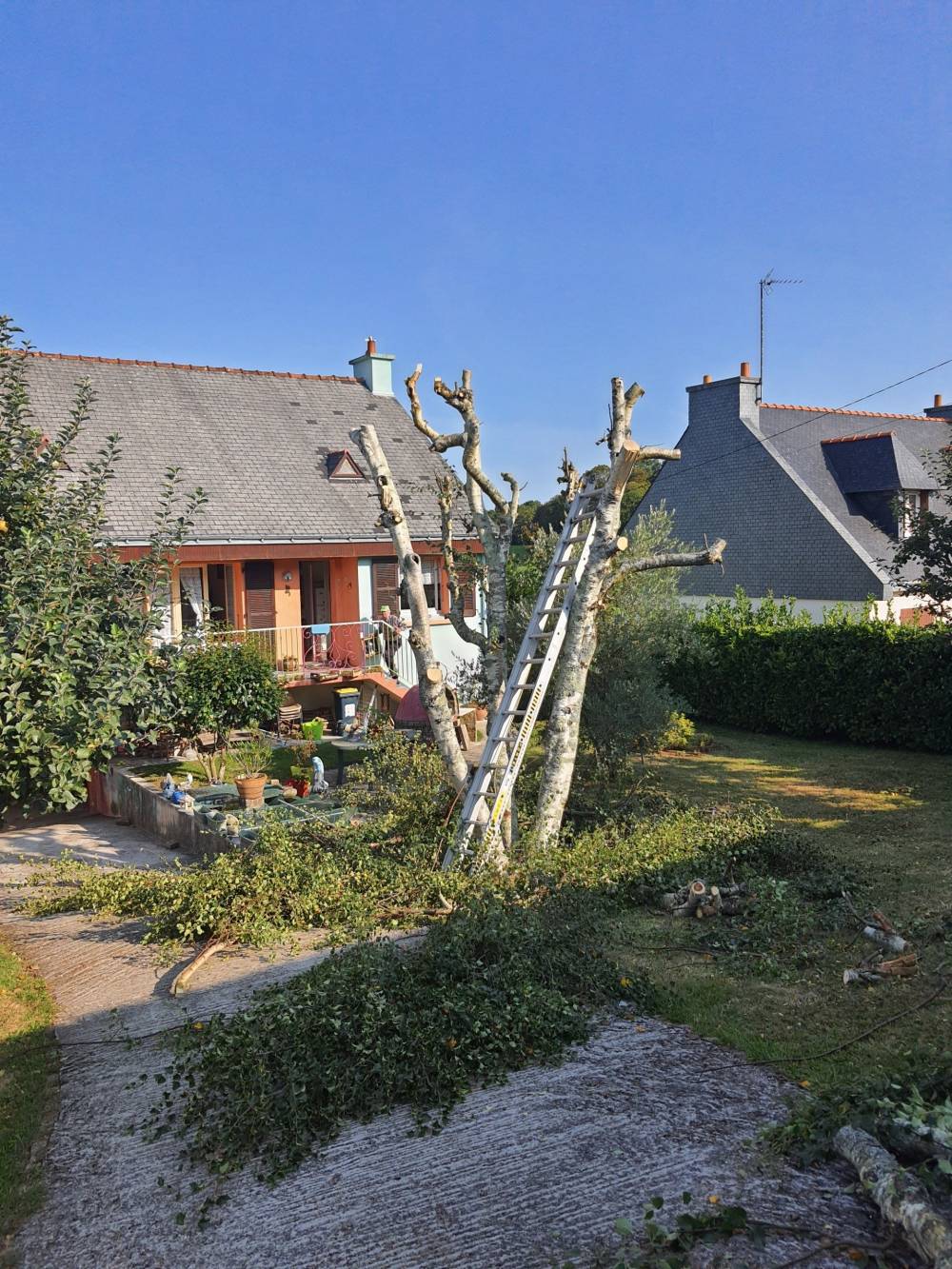 Taille des arbres fruitiers et décoratifs - Mario Élag élagueur grimpeur à Lorient