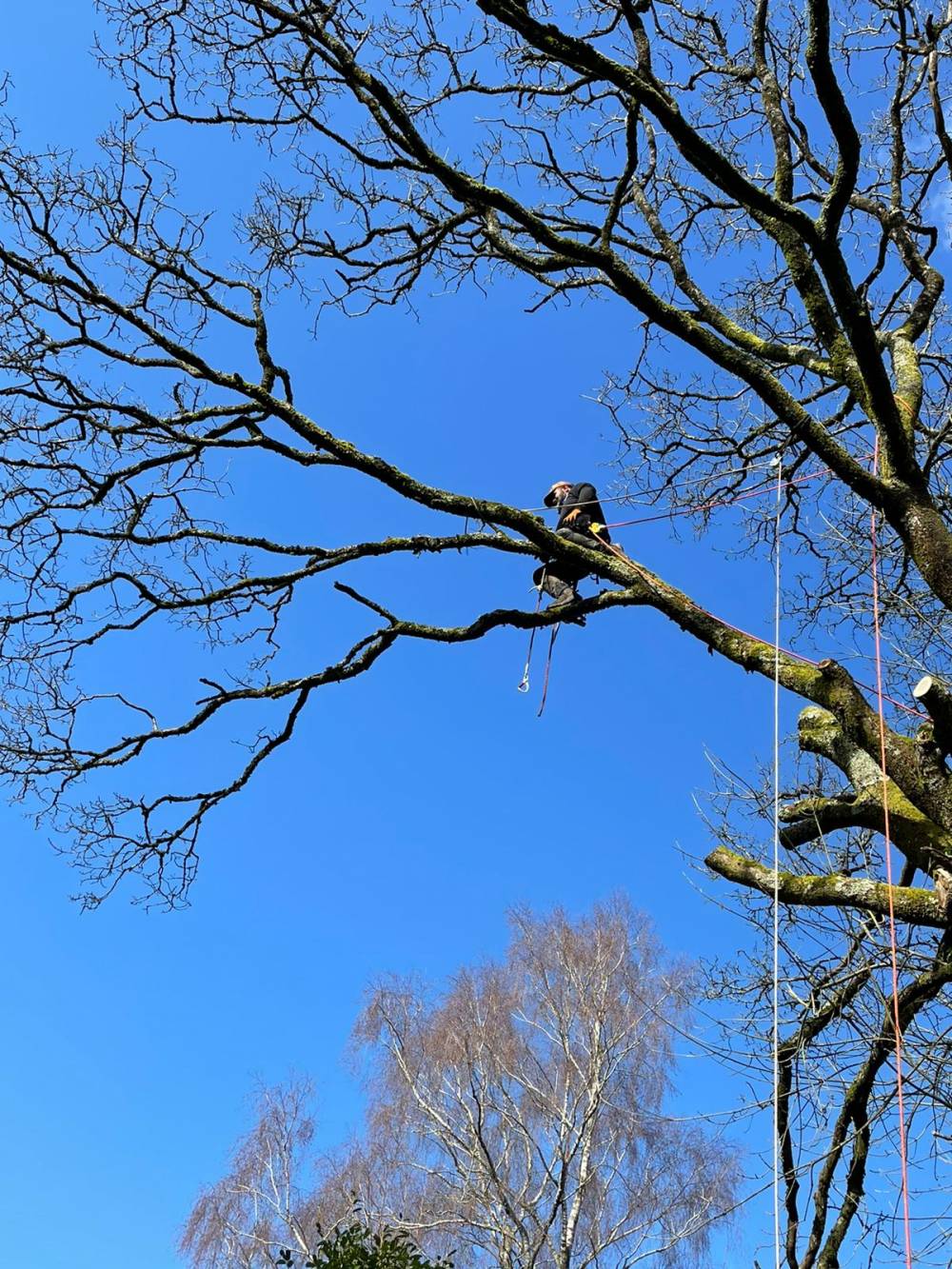 Élagage des arbres malades ou vulnérables - Mario Élag élagueur grimpeur à Lorient