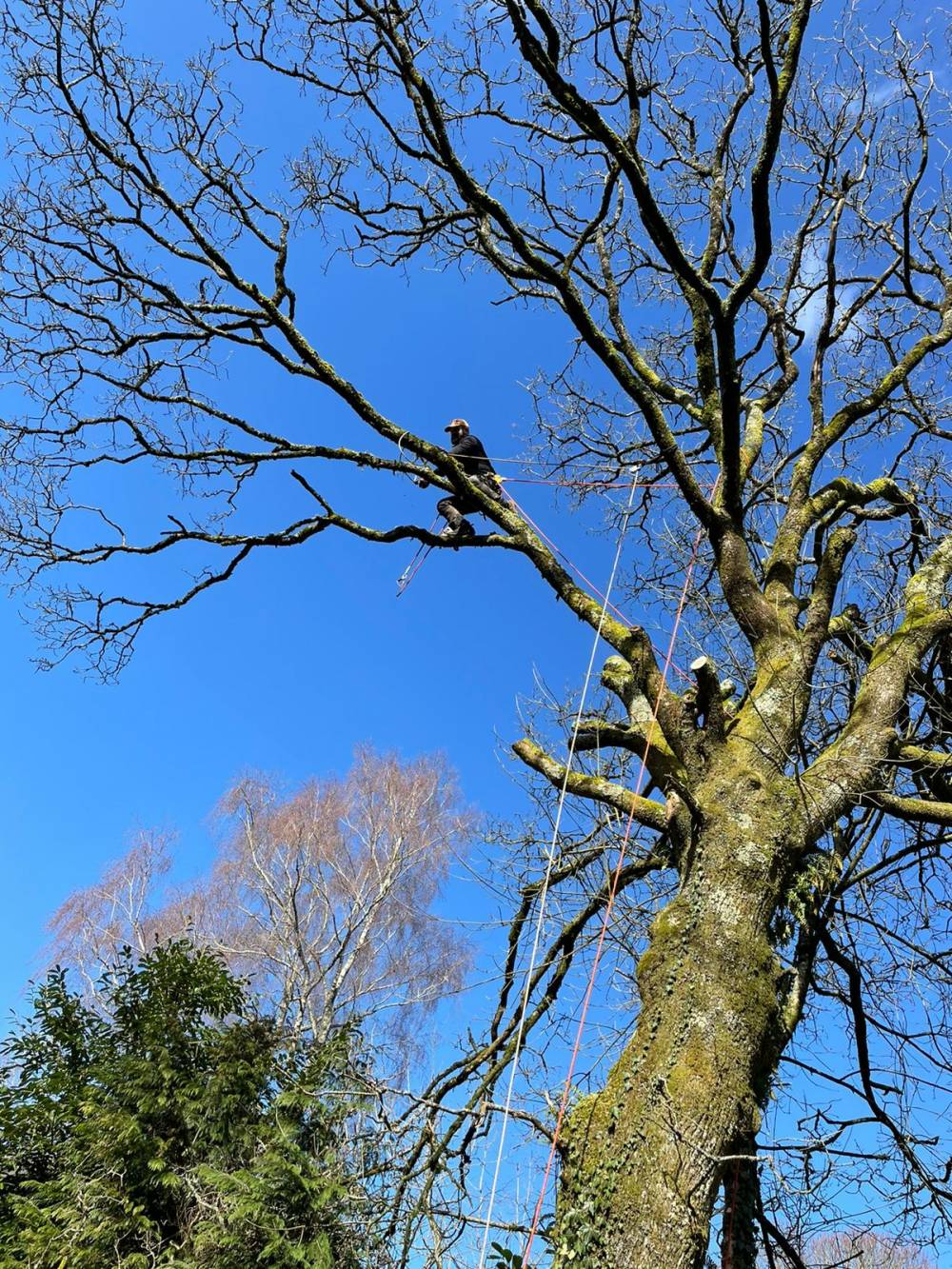 Taille d'arbres - Mario Élag élagueur grimpeur à Lorient