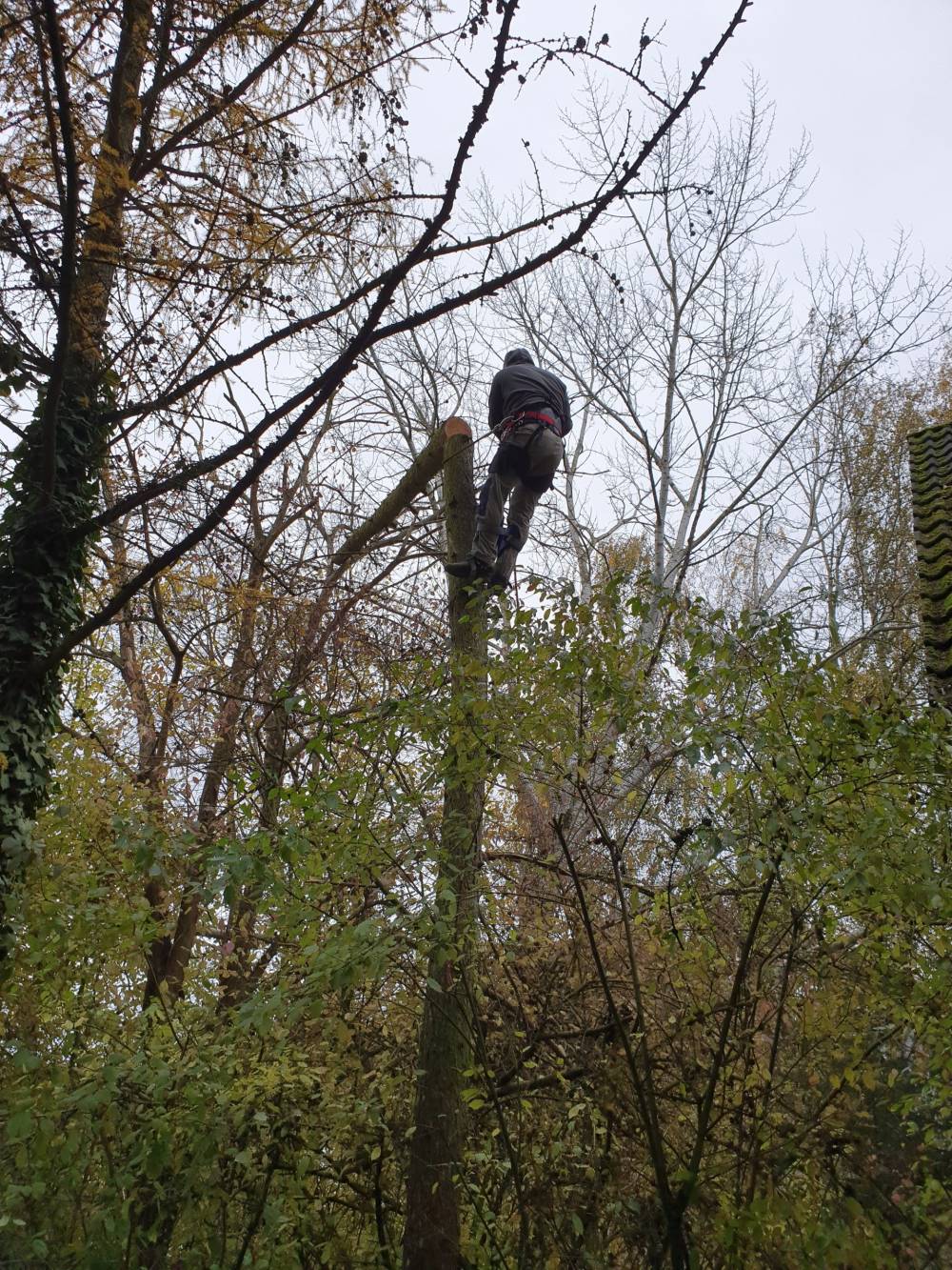 Élagage et abattage d'arbre - Mario Élag élagueur grimpeur à Lorient