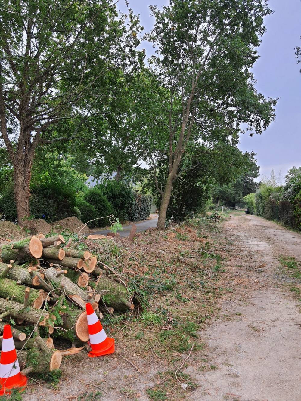Elagage d'arbre - Mario Élag élagueur grimpeur à Lorient