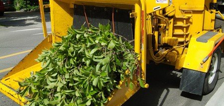 Élagage et abattage d'arbre - Mario Élag élagueur grimpeur à Lorient