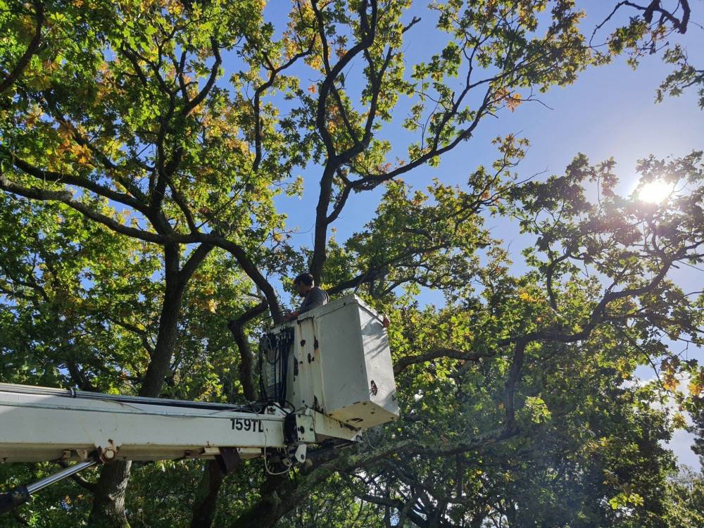 Élagage esthétique et taille des arbres - Mario Élag élagueur grimpeur à Lorient